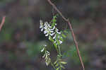 Carolina vetch